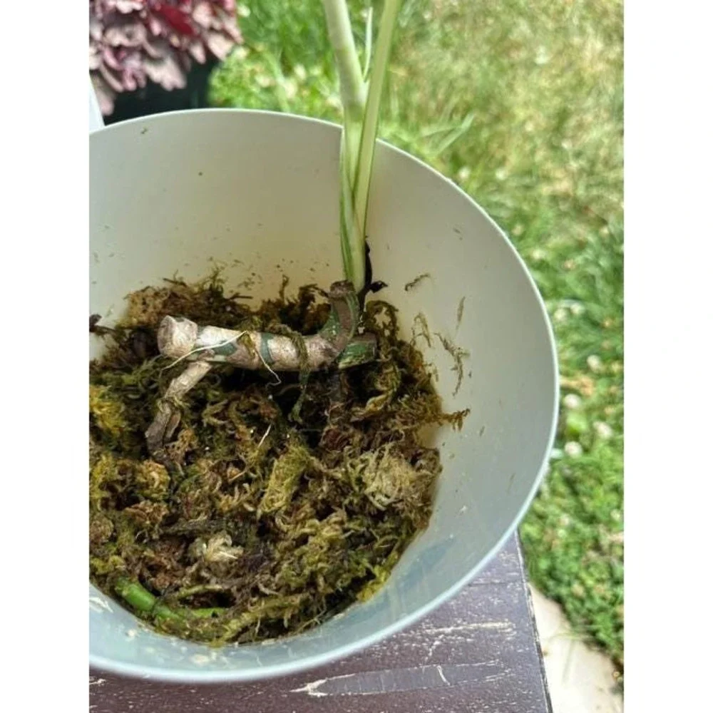 Monstera Albo Variegated – Exact Live Rooted Plant - US Seller - #13